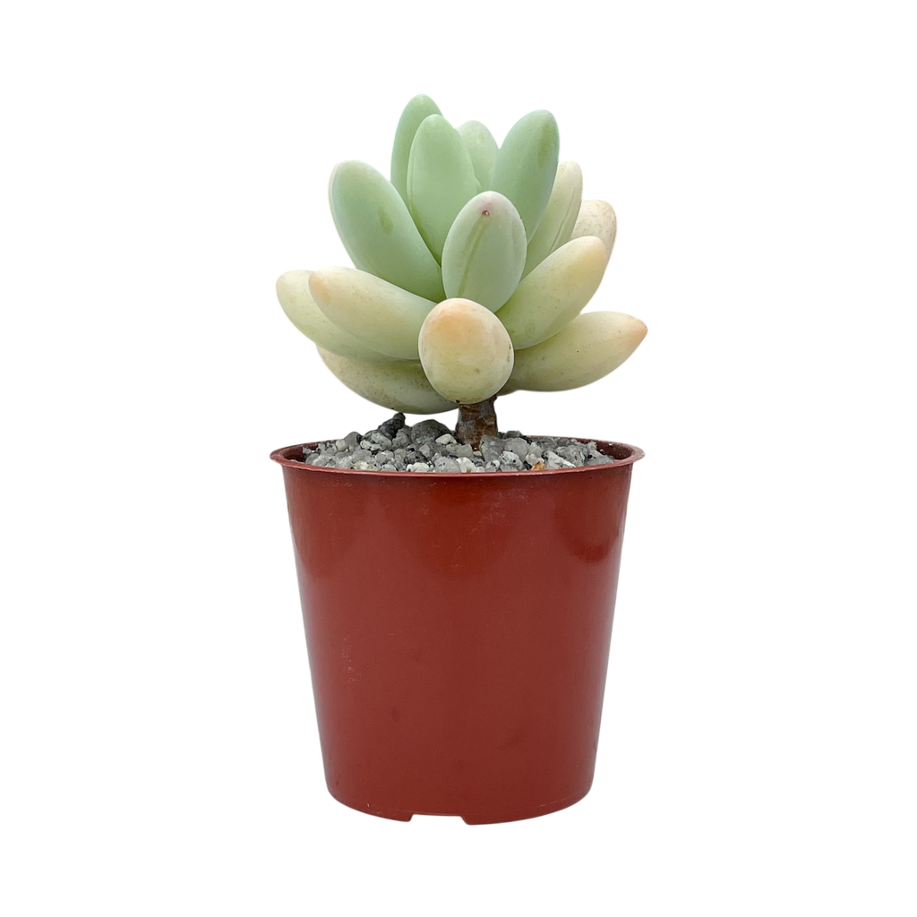 Pachyphytum oviferum x Sedum burrito