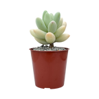 Pachyphytum oviferum x Sedum burrito