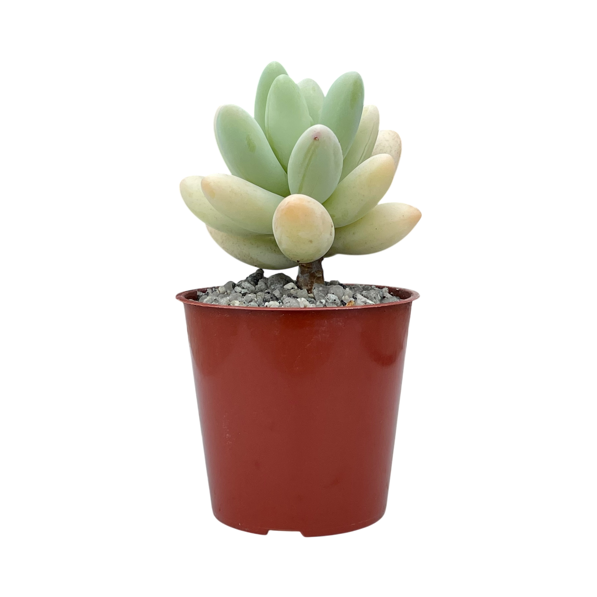 Pachyphytum oviferum x Sedum burrito