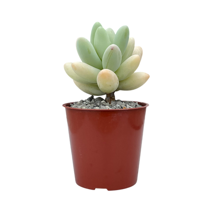 Pachyphytum oviferum x Sedum burrito