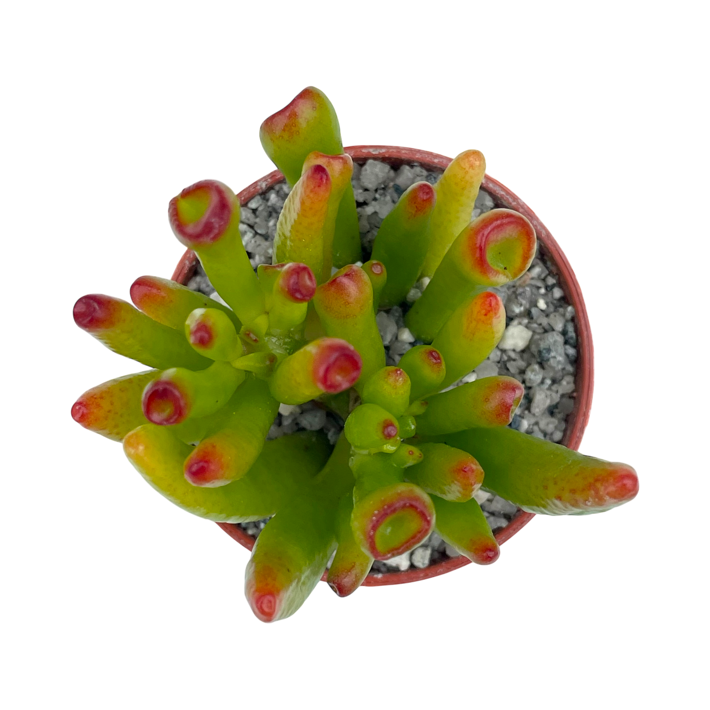 Crassula 'Horn Tree'