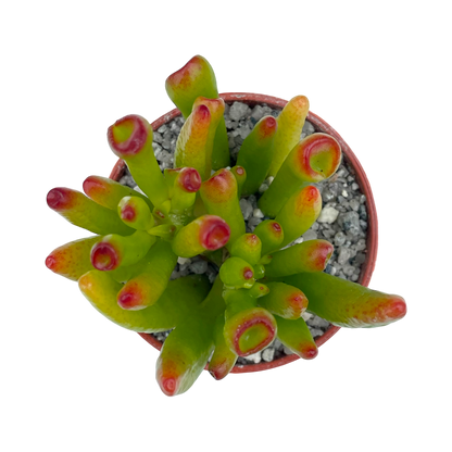 Crassula 'Horn Tree'