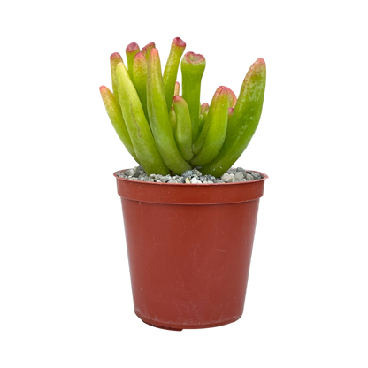 Crassula 'Horn Tree'