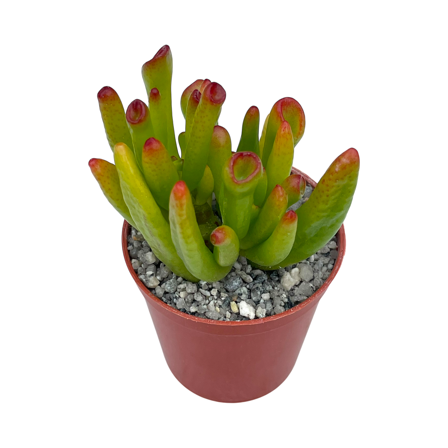 Crassula 'Horn Tree'