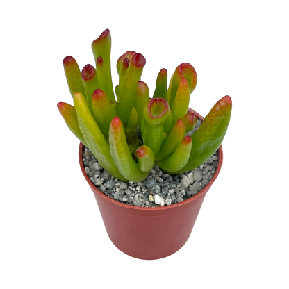 Crassula 'Horn Tree'