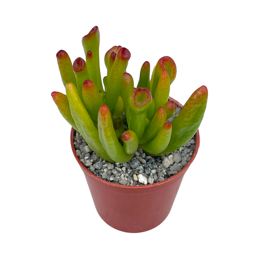 Crassula 'Horn Tree'