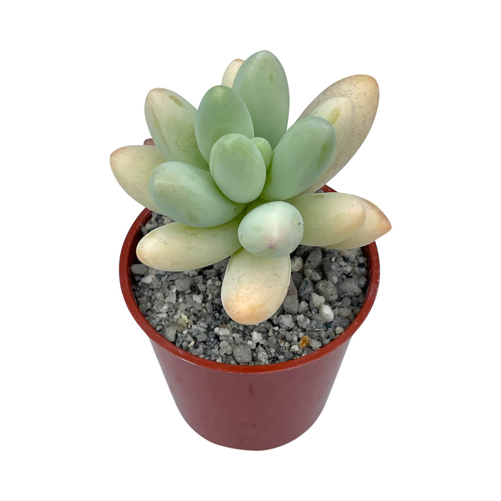 Pachyphytum oviferum x Sedum burrito