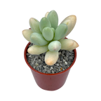 Pachyphytum oviferum x Sedum burrito