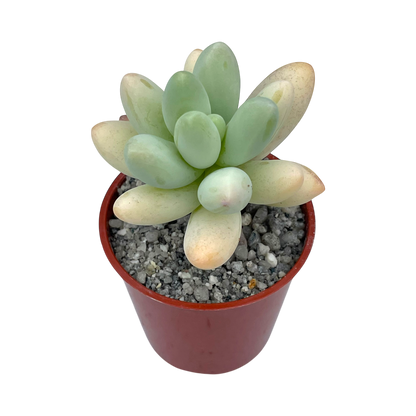 Pachyphytum oviferum x Sedum burrito