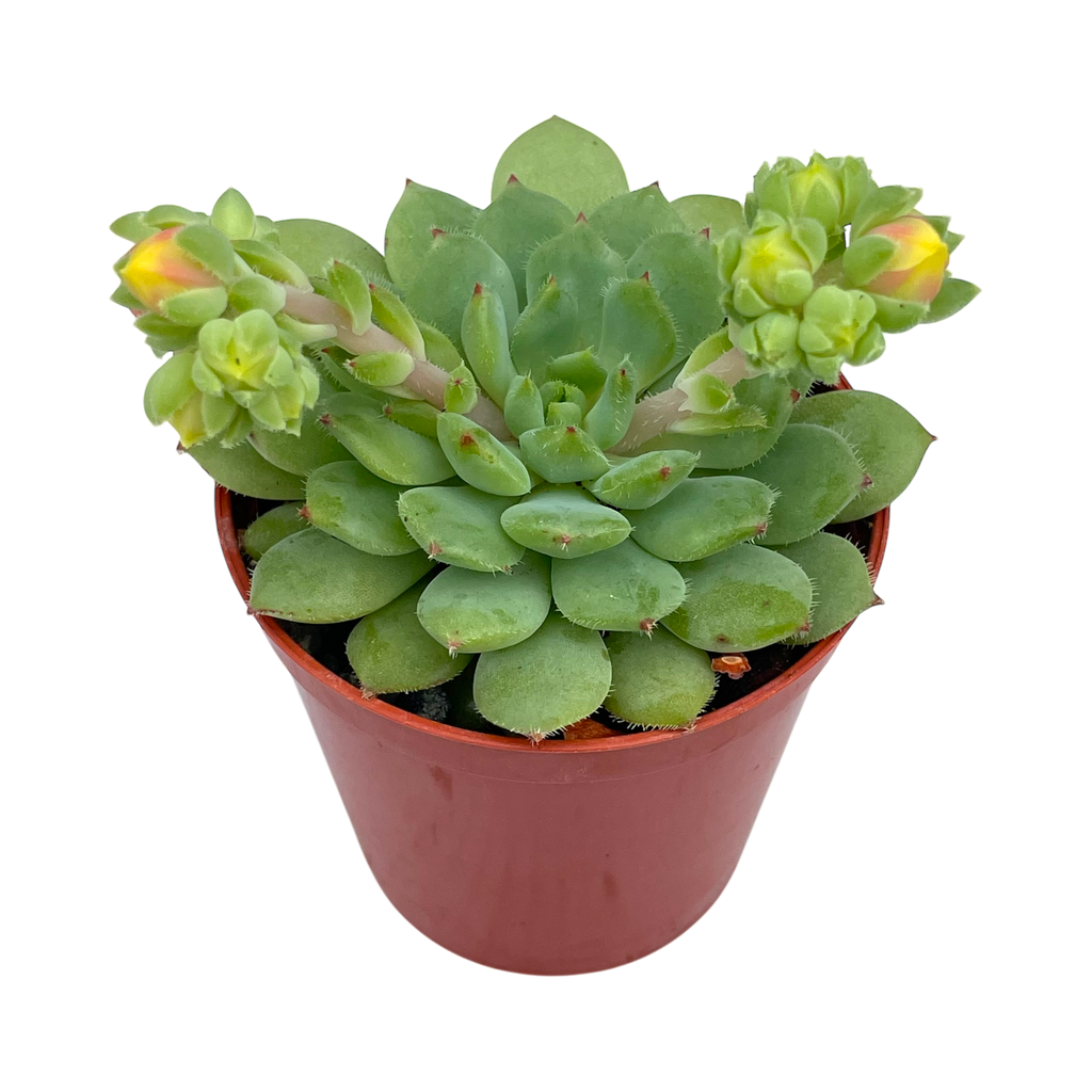 Echeveria 'Galaxy Starlet'