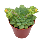 Echeveria 'Galaxy Starlet'