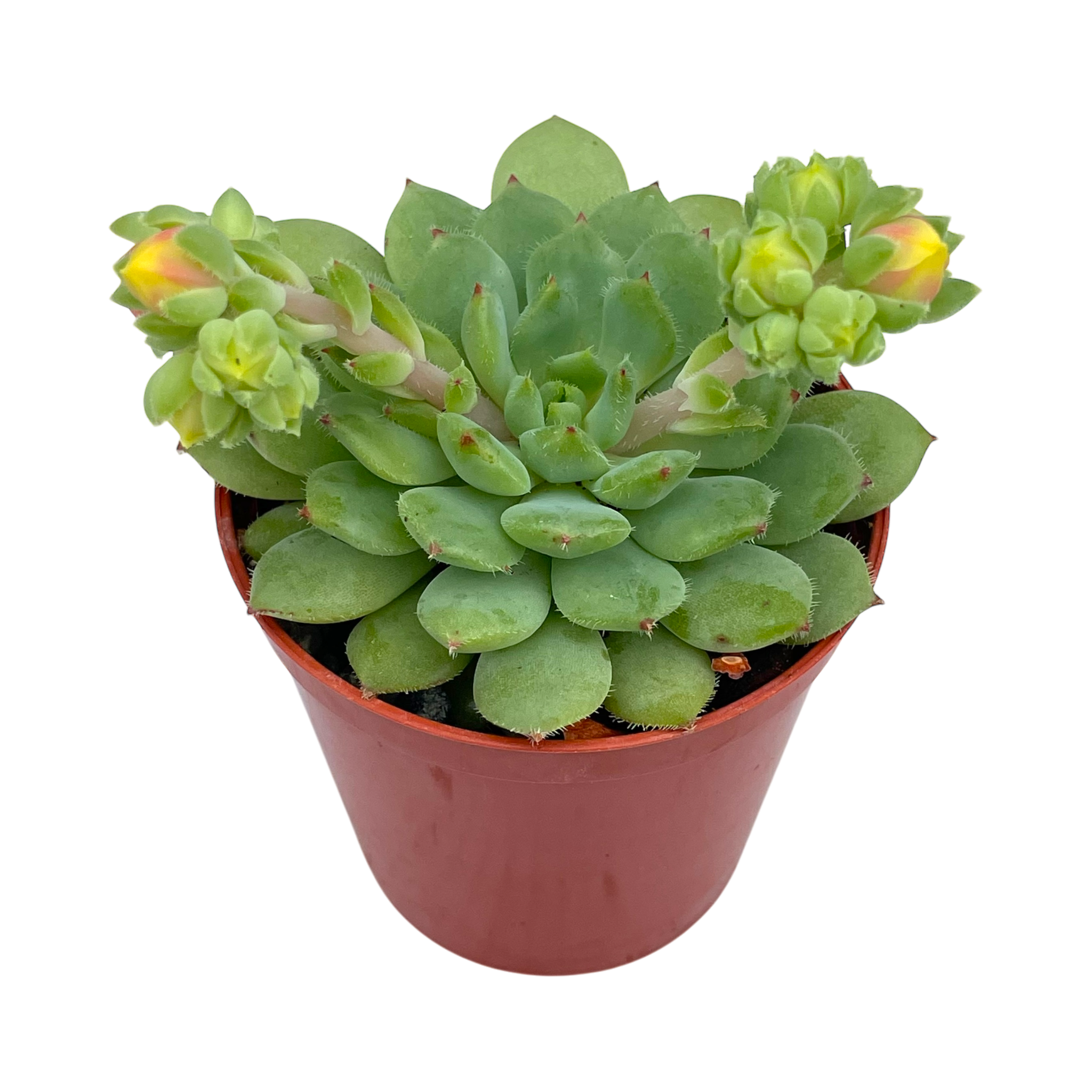 Echeveria 'Galaxy Starlet'