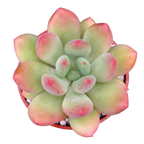 x Pachyveria 'Thunderbird'