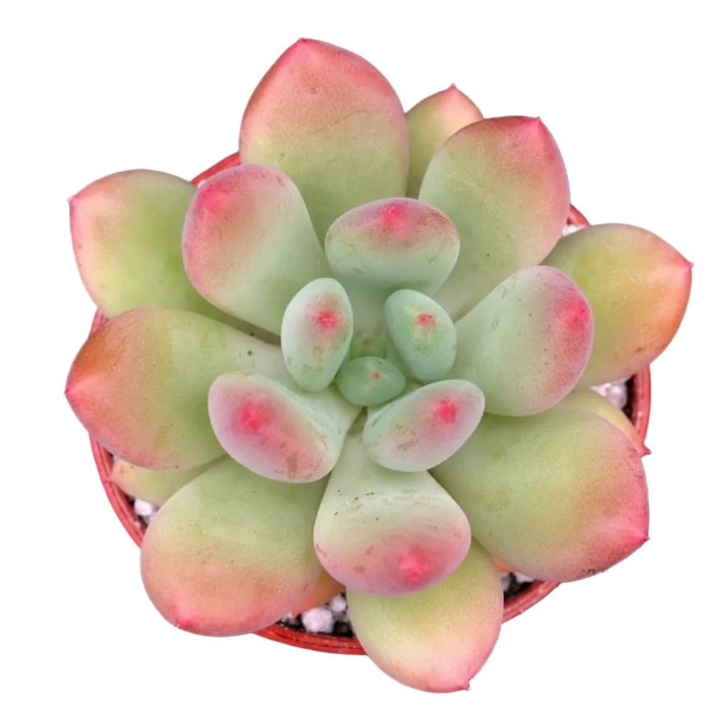 x Pachyveria 'Thunderbird'