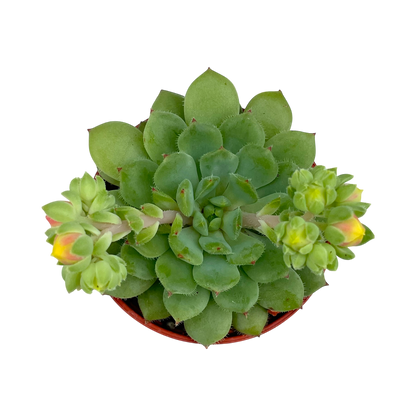 Echeveria 'Galaxy Starlet'