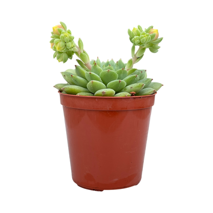 Echeveria 'Galaxy Starlet'