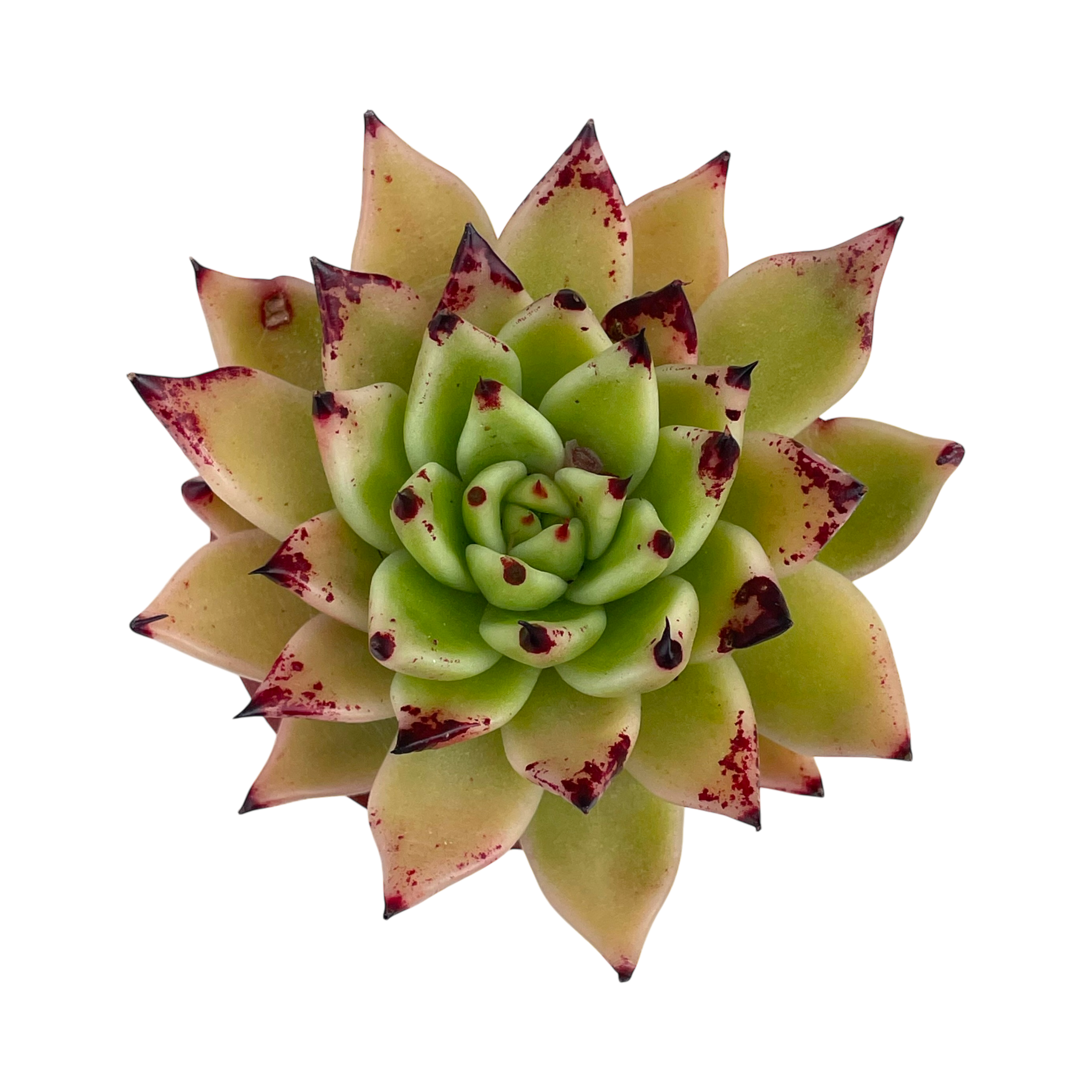 echeveria arrow succulent Echeveria agavoides 'Arrow' – Surreal Succulents