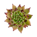 Echeveria agavoides 'Arrow'