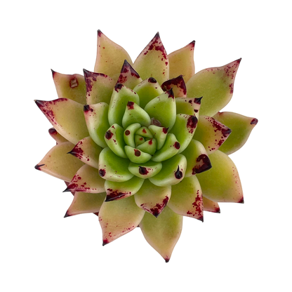 Echeveria agavoides 'Arrow'