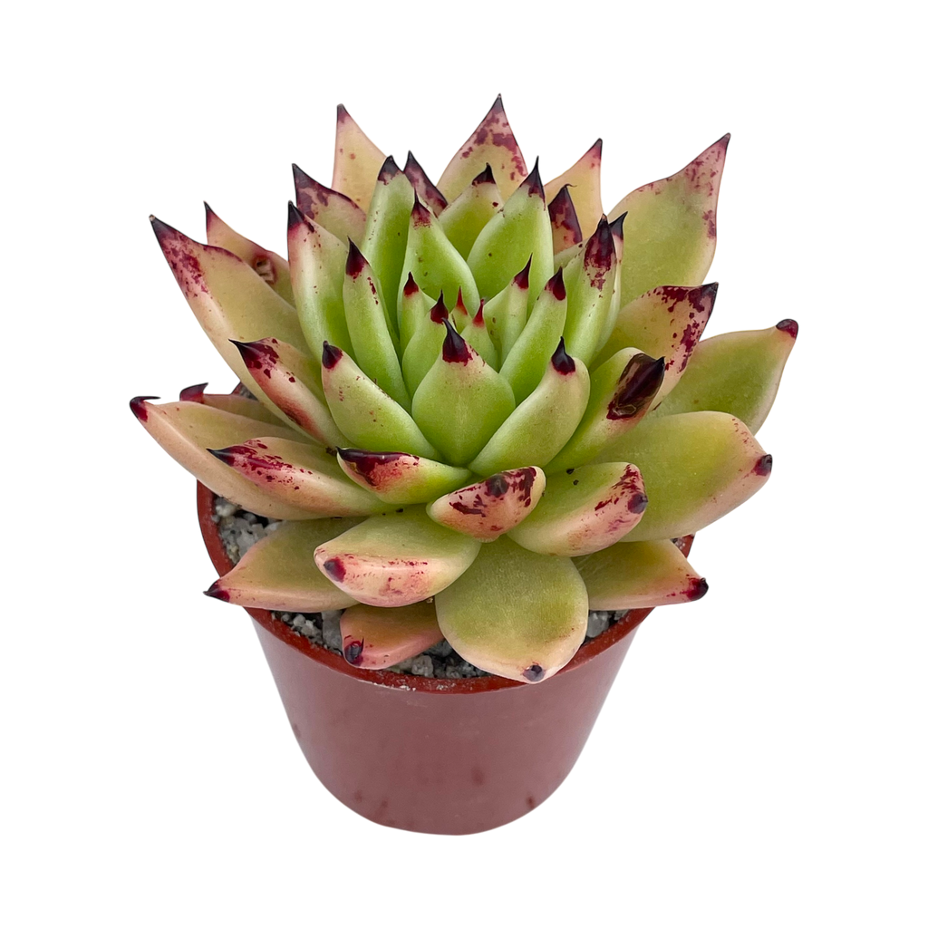 Echeveria agavoides 'Arrow'
