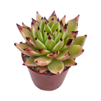Echeveria agavoides 'Arrow'