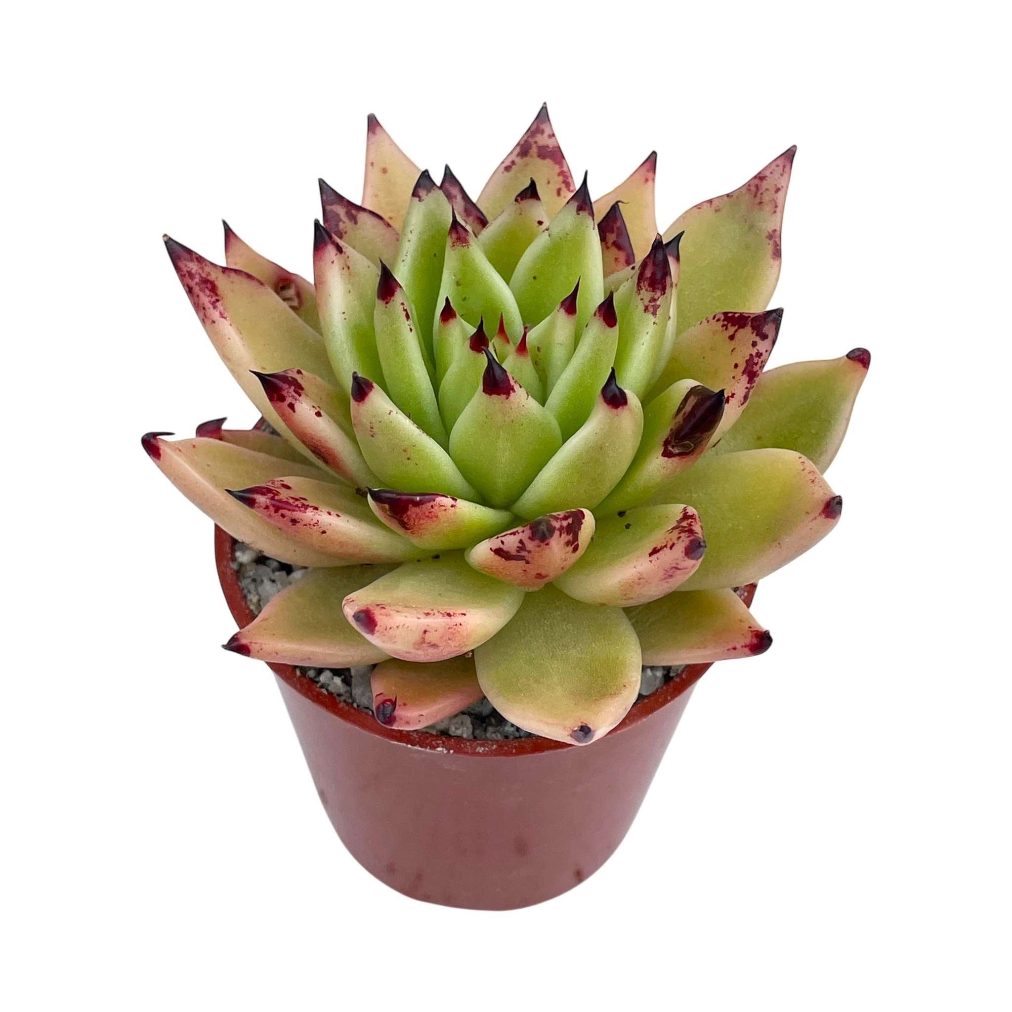 Echeveria agavoides 'Arrow'