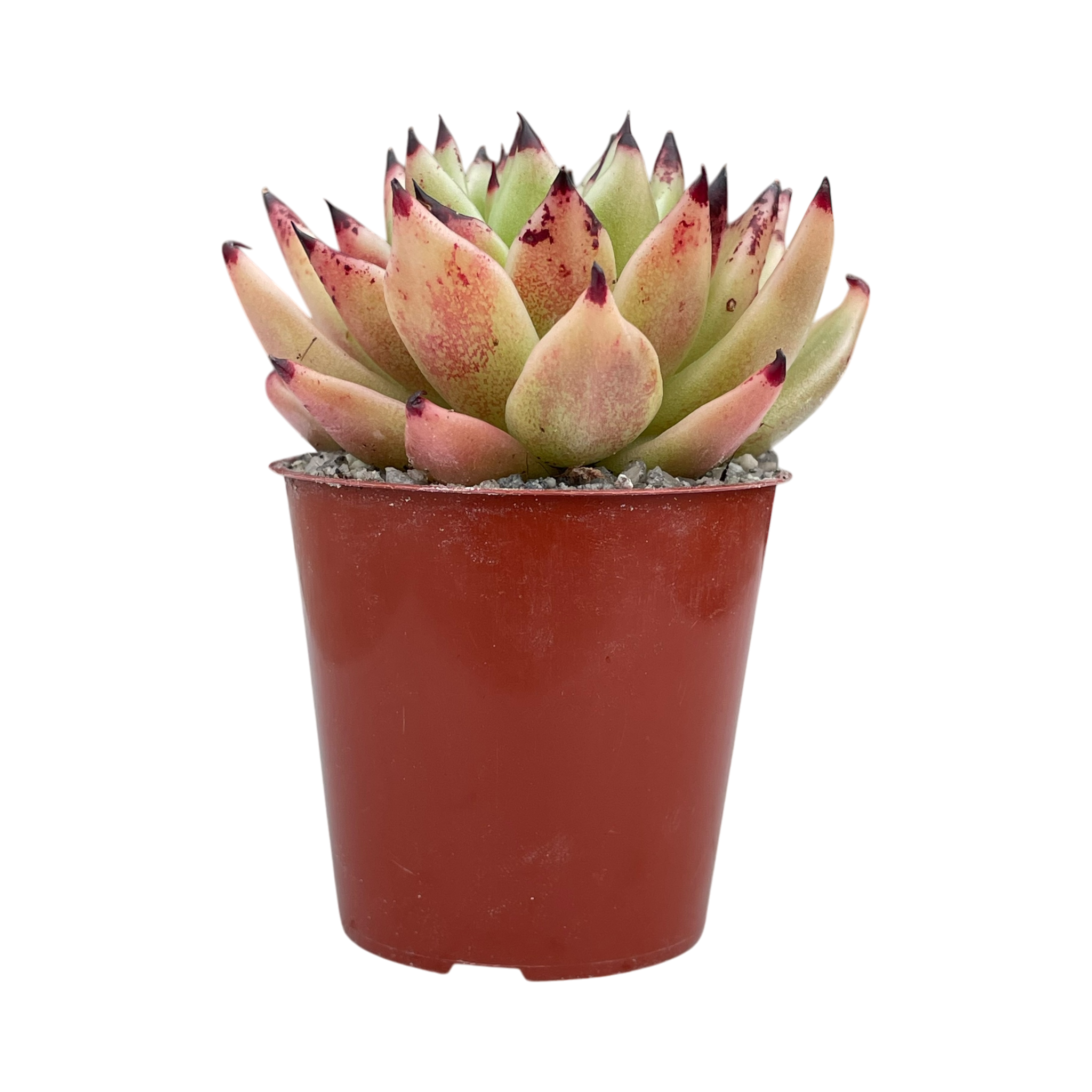 echeveria arrow succulent Echeveria agavoides 'Arrow' – Surreal Succulents
