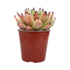 Echeveria agavoides 'Arrow'