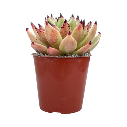 Echeveria agavoides 'Arrow'