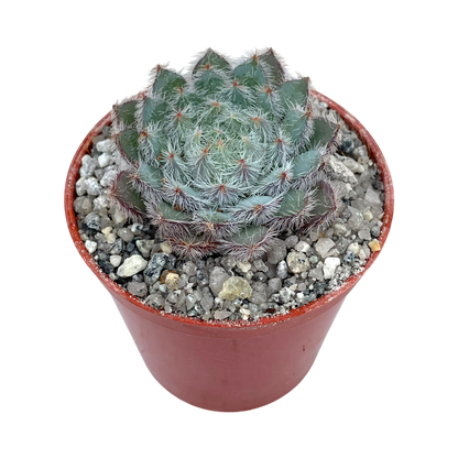 Echeveria 'Tarantula'