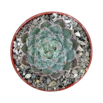 Echeveria 'Tarantula'