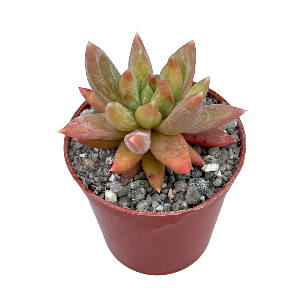 x Pachyveria 'Yvonne'