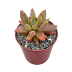 x Pachyveria 'Yvonne'