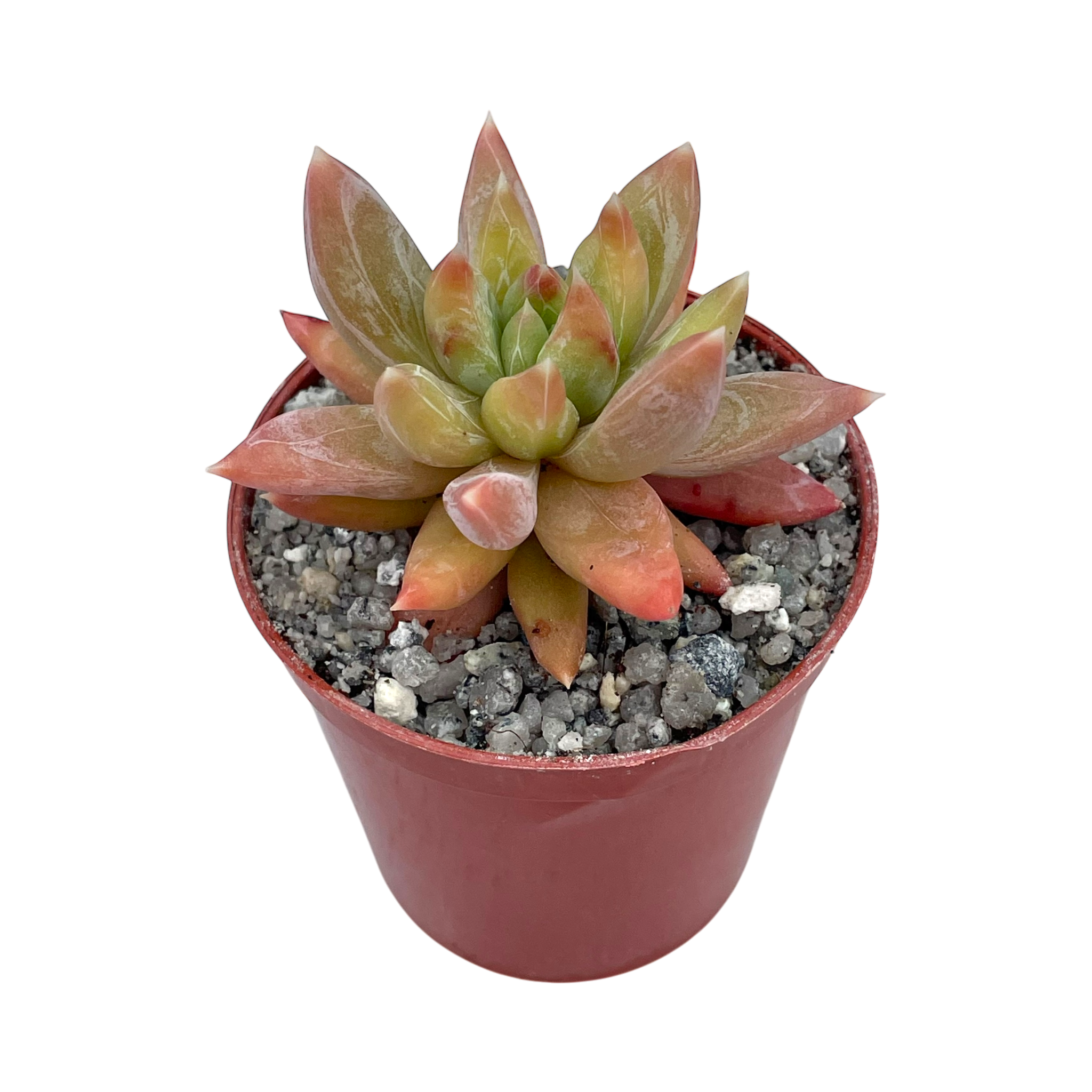x Pachyveria 'Yvonne'