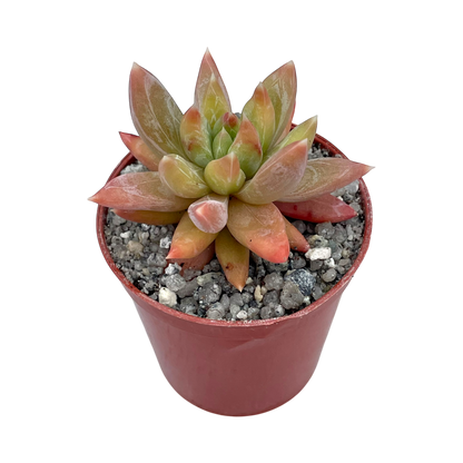 x Pachyveria 'Yvonne'