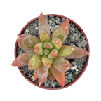 x Pachyveria 'Yvonne'