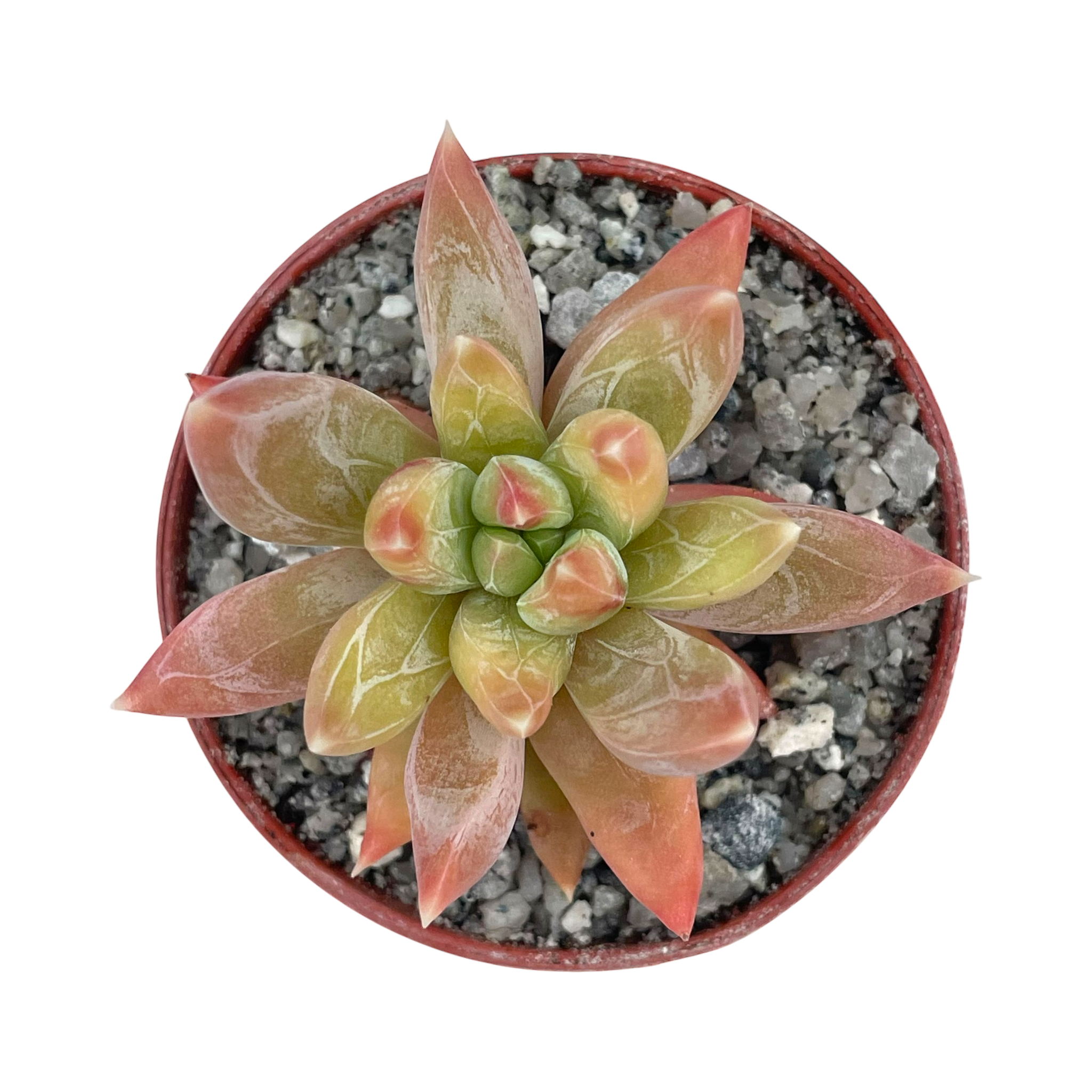 x Pachyveria 'Yvonne'