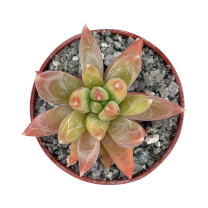 x Pachyveria 'Yvonne'