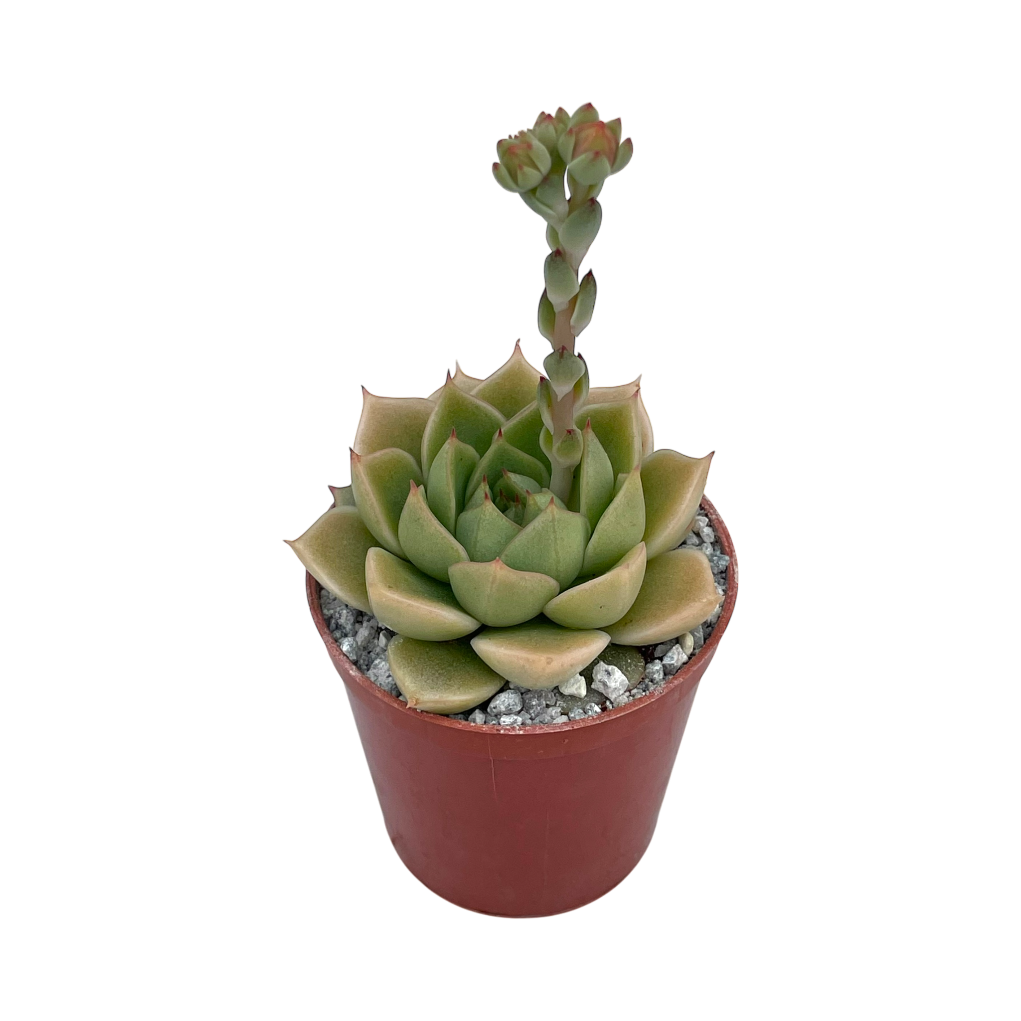Echeveria 'Fabiola'
