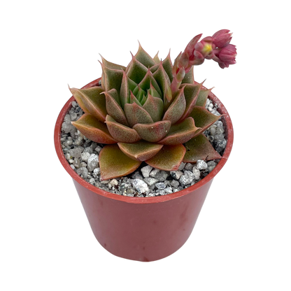 Echeveria setorum 'Victor'