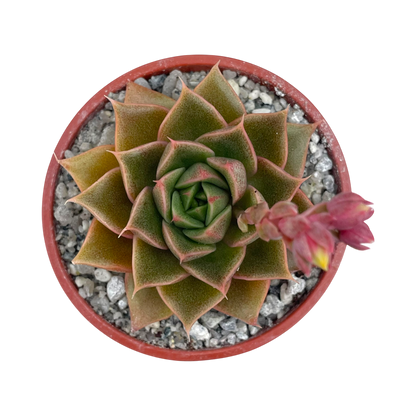 Echeveria setorum 'Victor'