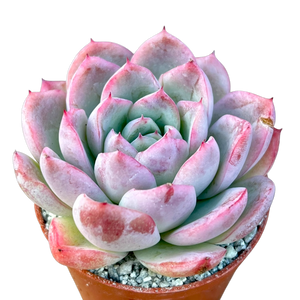 Echeveria x gilva 'Blue Surprise'