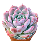 Echeveria x gilva 'Blue Surprise'