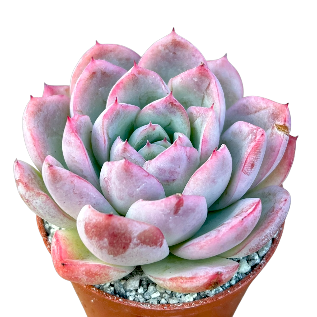 Echeveria x gilva 'Blue Surprise'
