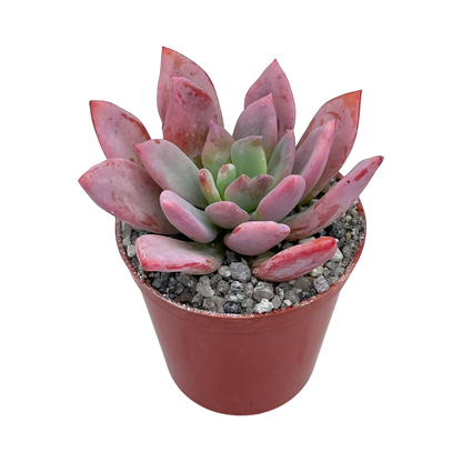 Graptopetalum 'Korayrochi'