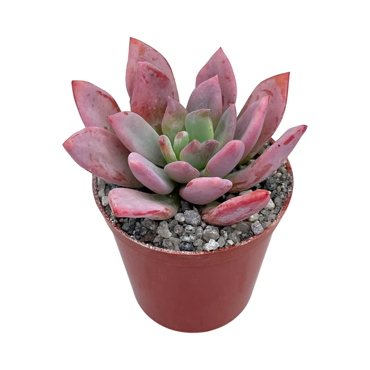 Graptopetalum 'Korayrochi'
