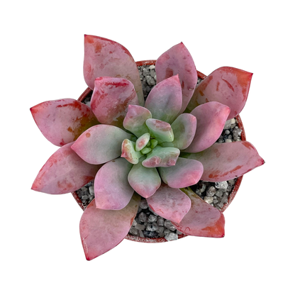 Graptopetalum 'Korayrochi'