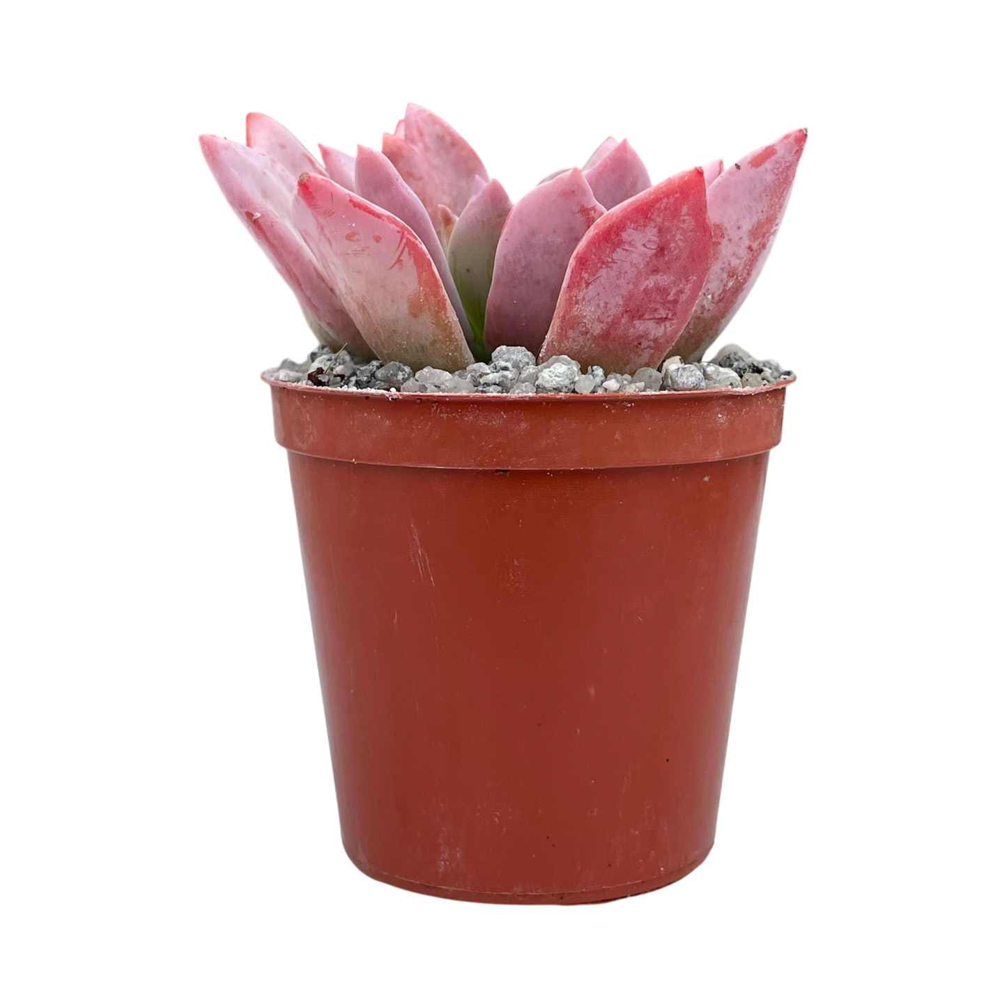 Graptopetalum 'Korayrochi'