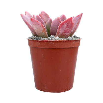 Graptopetalum 'Korayrochi'