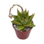 Echeveria purpusorum 'Green Leaf'